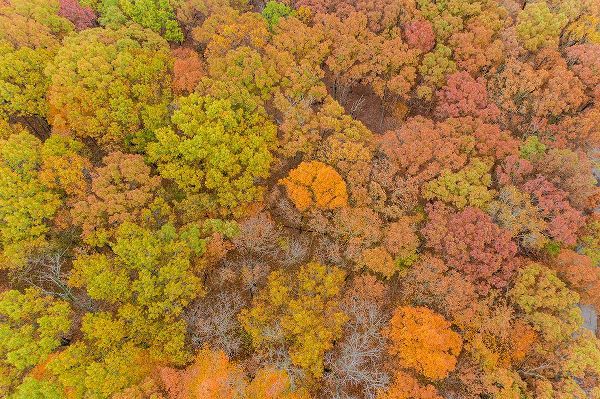 Day, Richard and Susan 아티스트의 Aerial view of fall color-Marion County-Illinois작품입니다.
